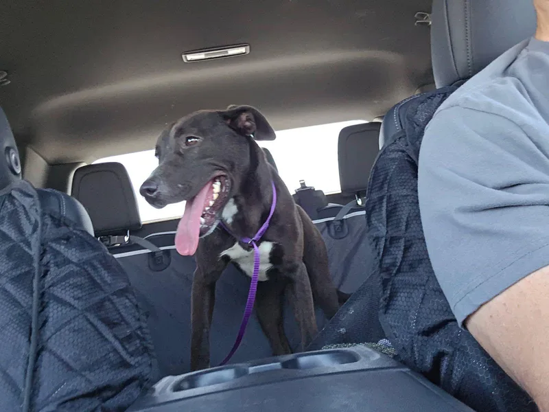 A young medium-sized female Black Labrador Retriever dog named Oliva for adoption in Inglewood, CA