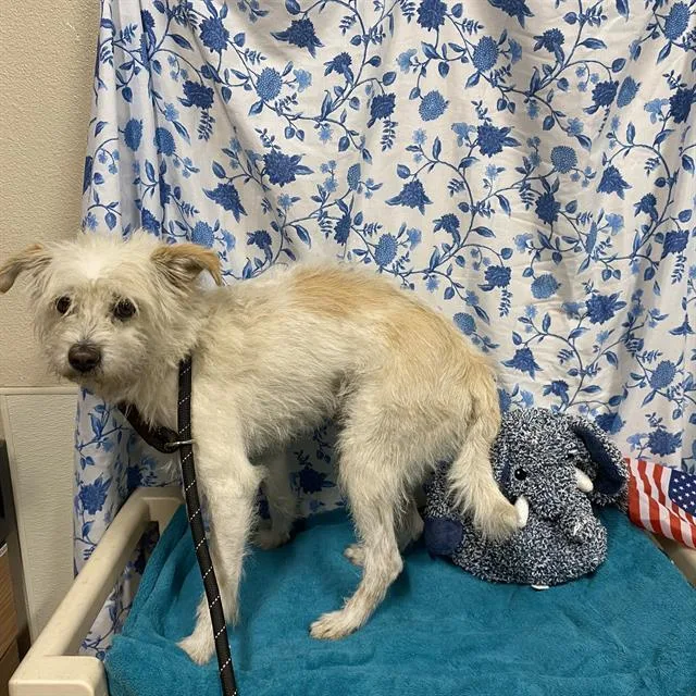 A young small-sized male Norfolk Terrier dog named A for adoption in Modesto, CA