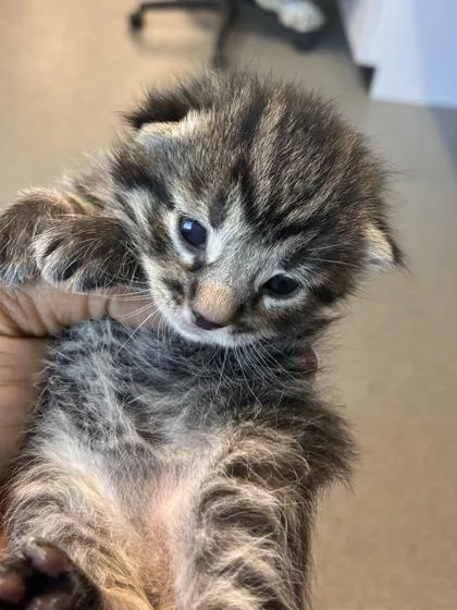 A baby small-sized male Domestic Short Hair cat named Jalapeno Pepper for adoption in West Chester, PA
