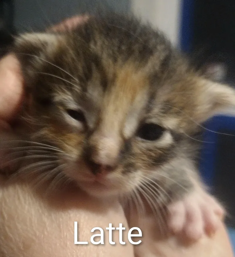 Latte