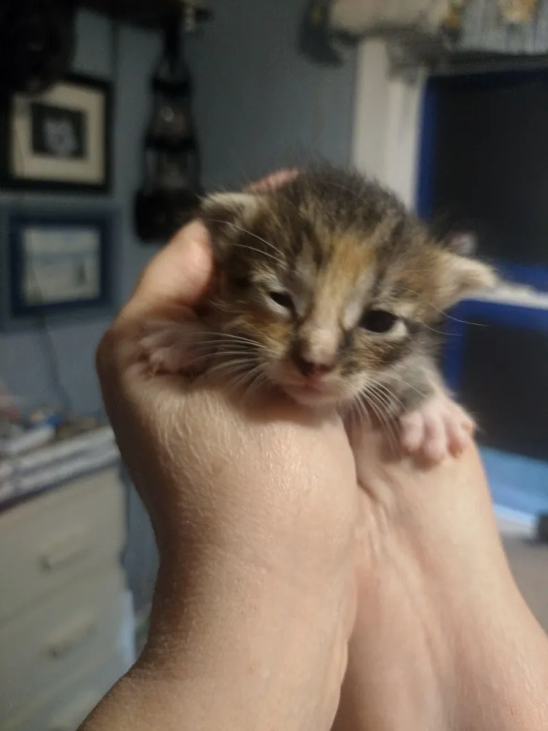 Latte thumbnail 2