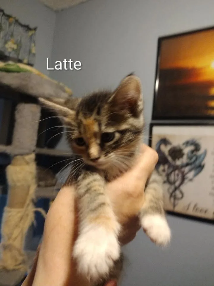 Latte thumbnail 4
