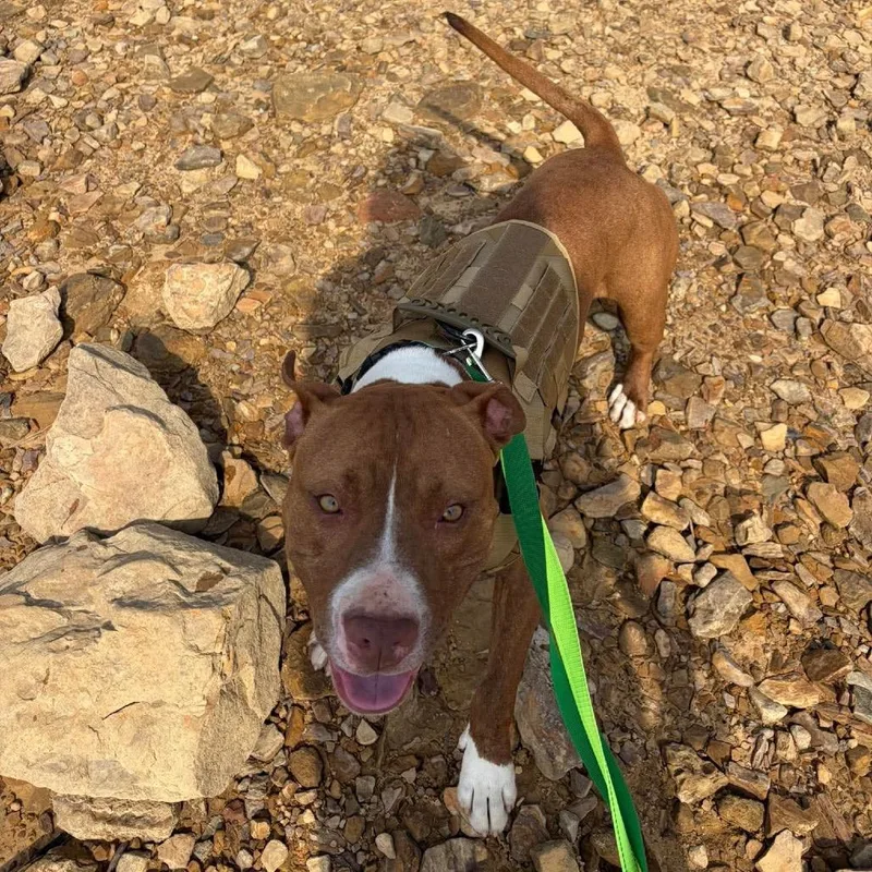 Ja'barkus thumbnail 2