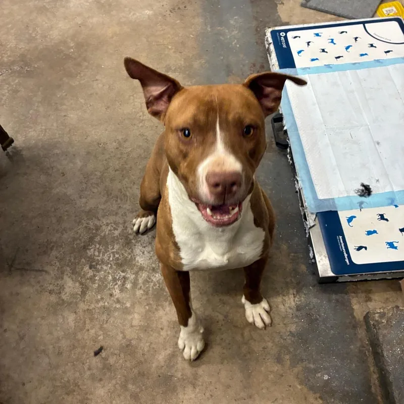 Ja'barkus thumbnail 3