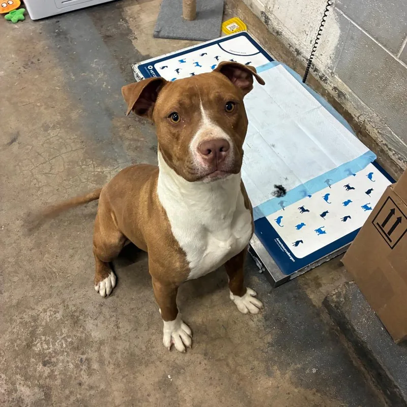 Ja'barkus thumbnail 4