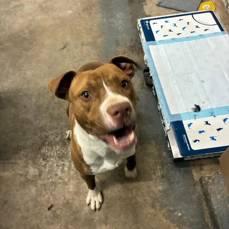 Ja'barkus thumbnail 6