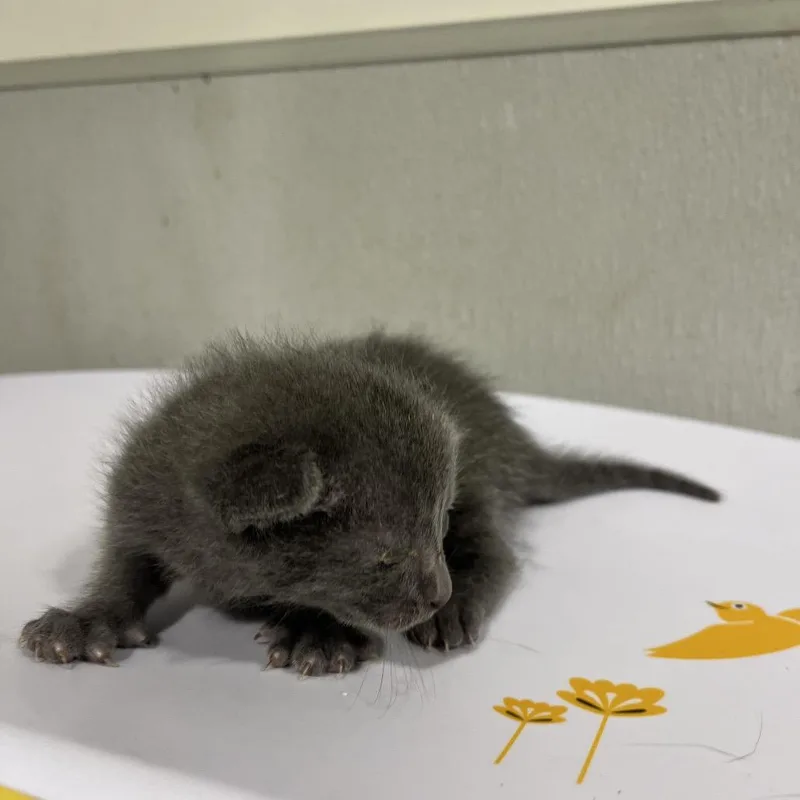 Lamb thumbnail 2