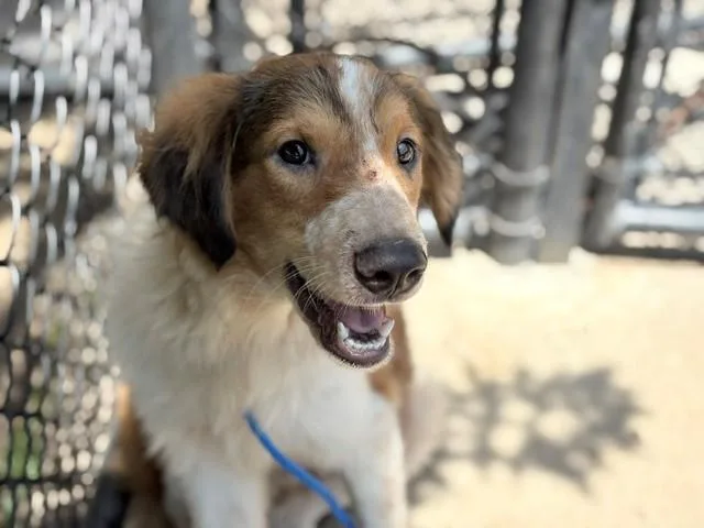 A young large-sized male Australian Cattle Dog / Blue Heeler dog named Fatbob for adoption in Tulsa, OK