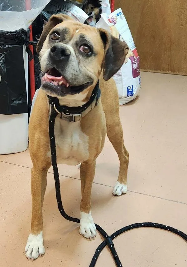 A senior large-sized female Boxer dog named Freya for adoption in Kennewick, WA