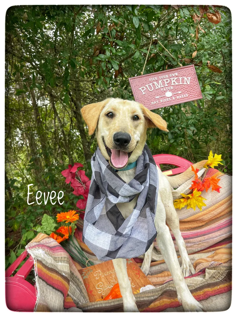 A baby medium-sized female Yellow Labrador Retriever dog named Eevee for adoption in Sebring, FL