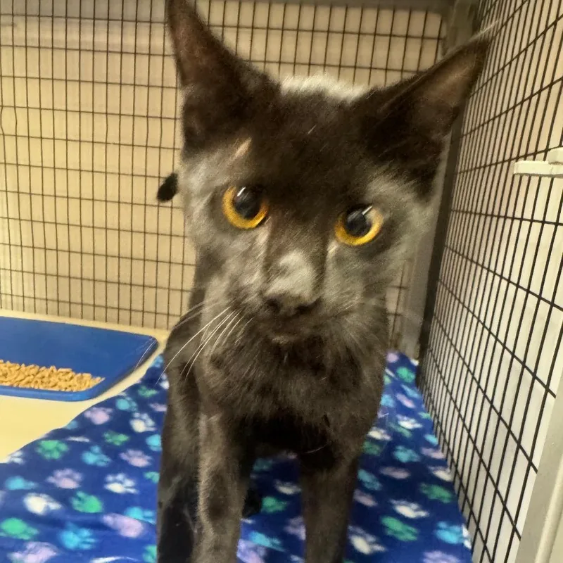 A young medium-sized male Domestic Short Hair cat named Dawg for adoption in Columbiana, AL