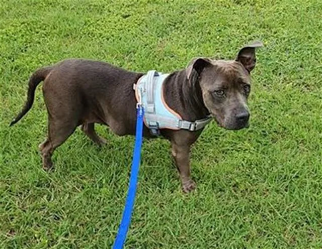 A young large-sized female American Staffordshire Terrier dog named Diamond for adoption in San Antonio, TX