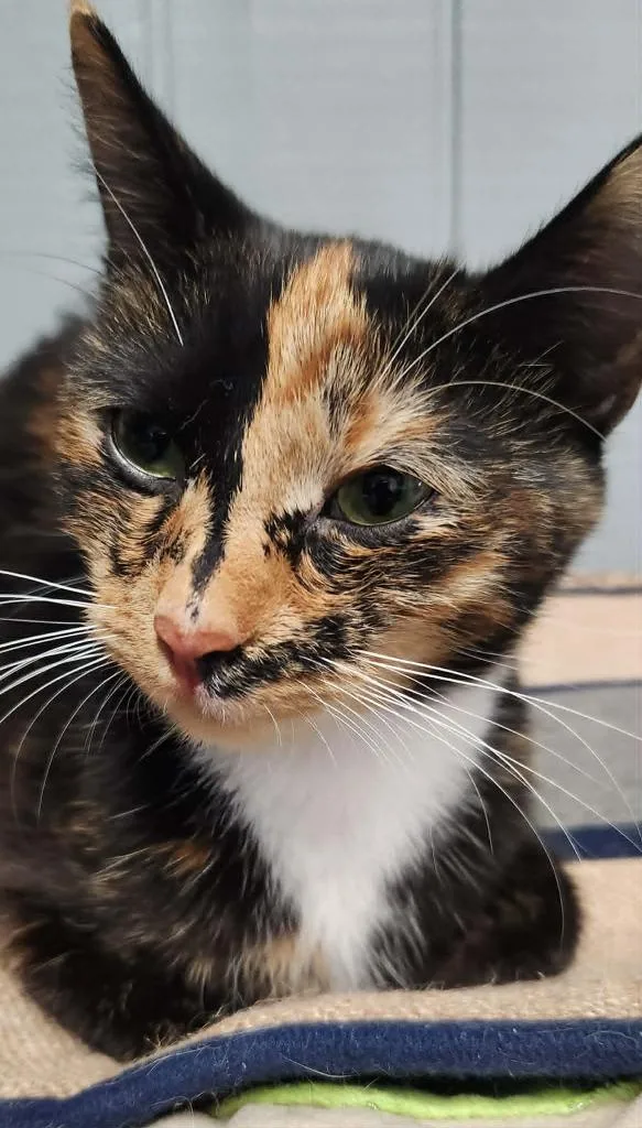 A young medium-sized female Domestic Short Hair cat named Venus for adoption in Warren, MI