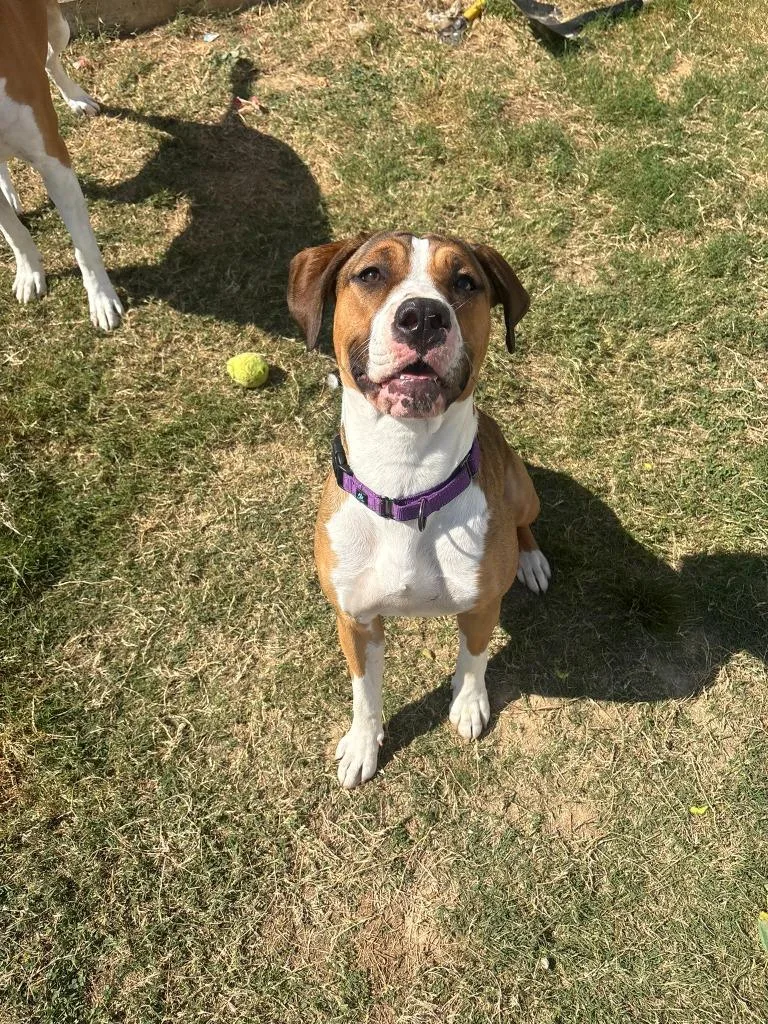 A young medium-sized female Mixed Breed dog named Vivi for adoption in Clarksville, TN