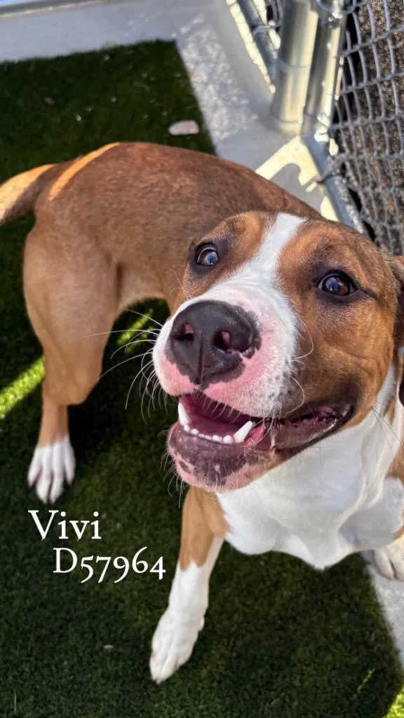 Vivi thumbnail 2
