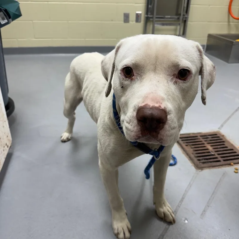 An adult medium-sized male White / Cream Mixed Breed dog named Tofu for adoption in Columbus, GA