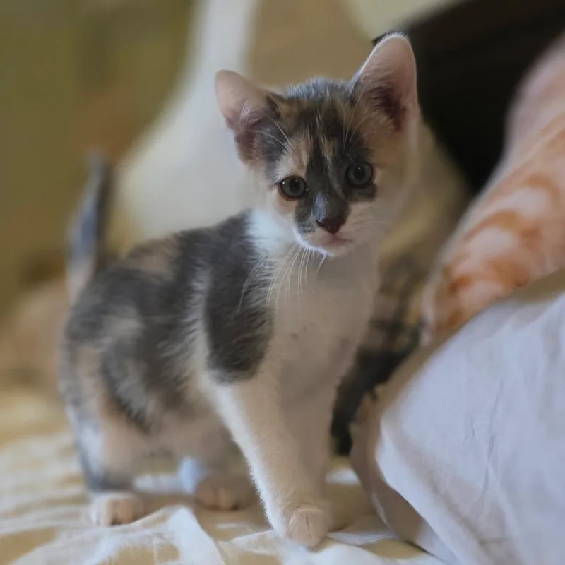 A baby small-sized female Calico Domestic Short Hair cat named Haku for adoption in Tustin, CA