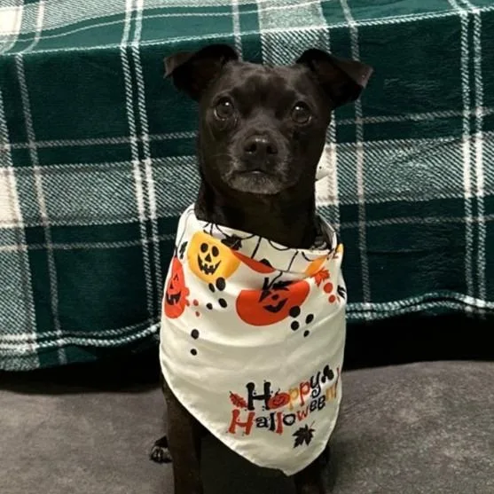An adult medium-sized male Chihuahua dog named Loki for adoption in Logan, UT
