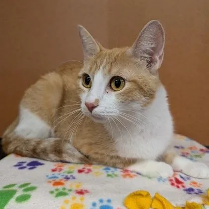 An adult medium-sized female Tabby (Orange / Red) Domestic Short Hair cat named Estelle for adoption in Rochester, MN