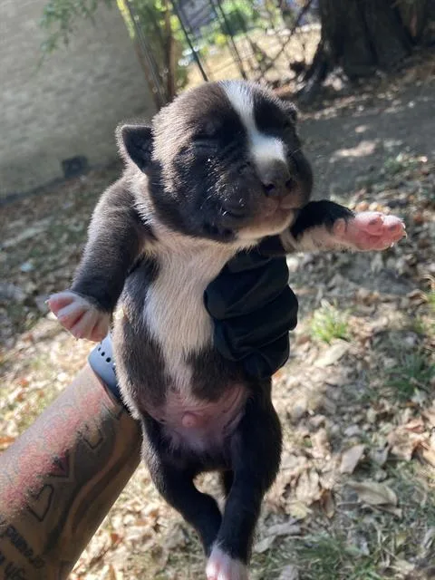 A baby large-sized male Mixed Breed dog named Canon for adoption in Dallas, TX