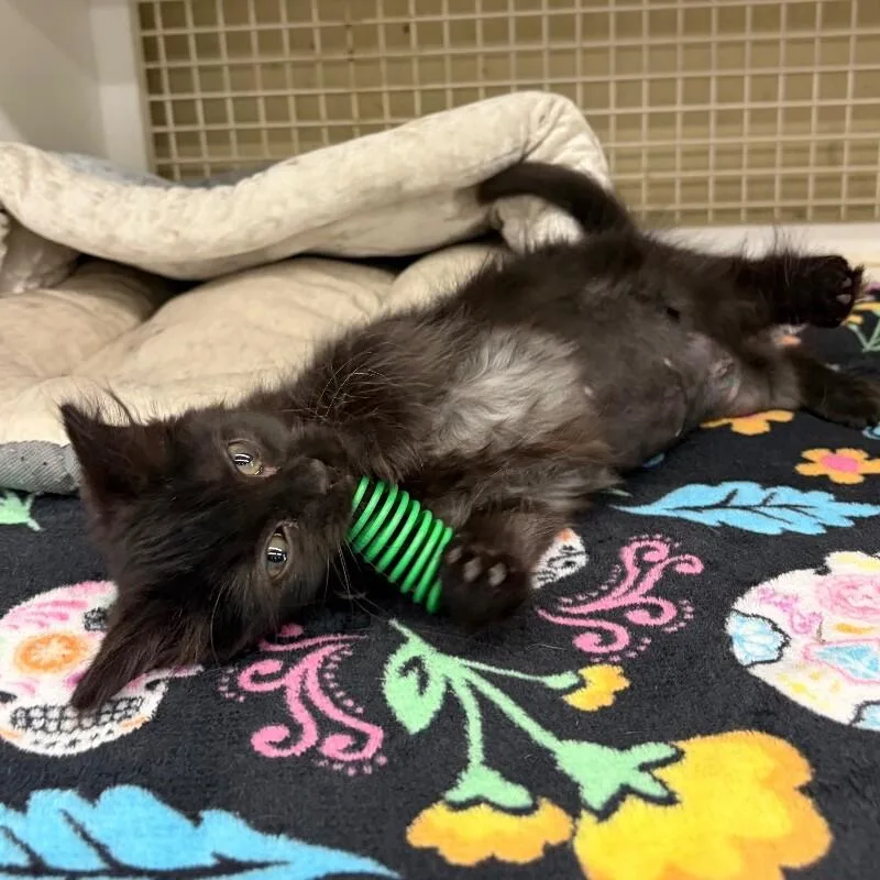 A baby medium-sized female Domestic Long Hair cat named German Chocolate for adoption in Roanoke, VA