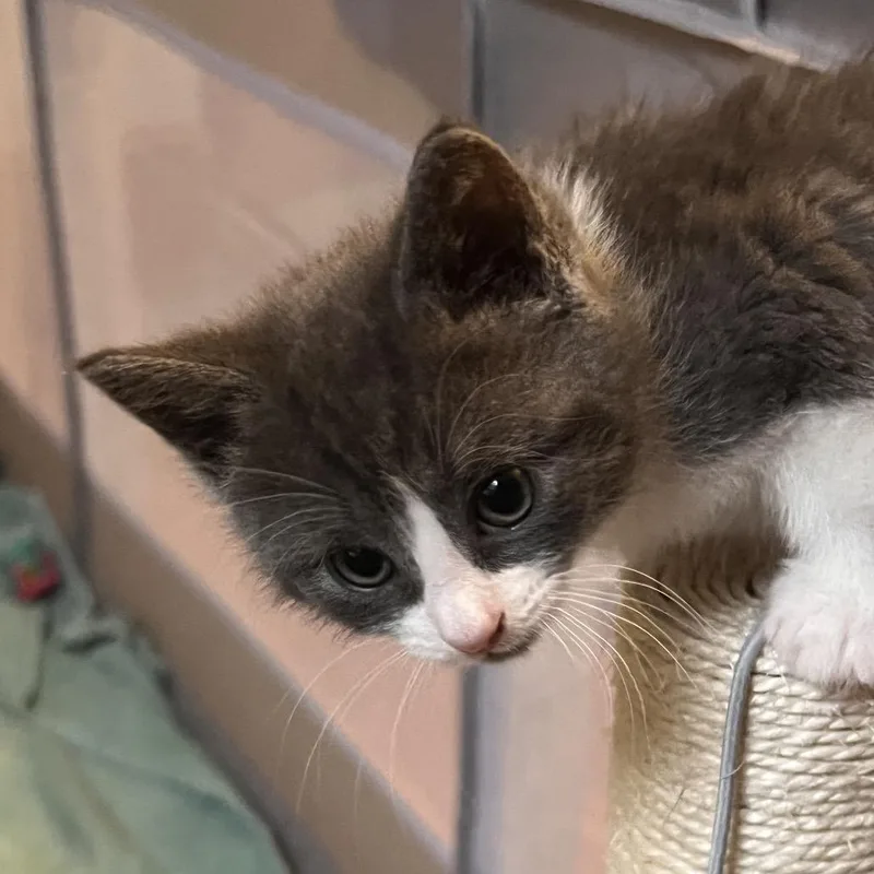 A baby small-sized female Gray / Blue / Silver Domestic Short Hair cat named Millie for adoption in North Branford, CT