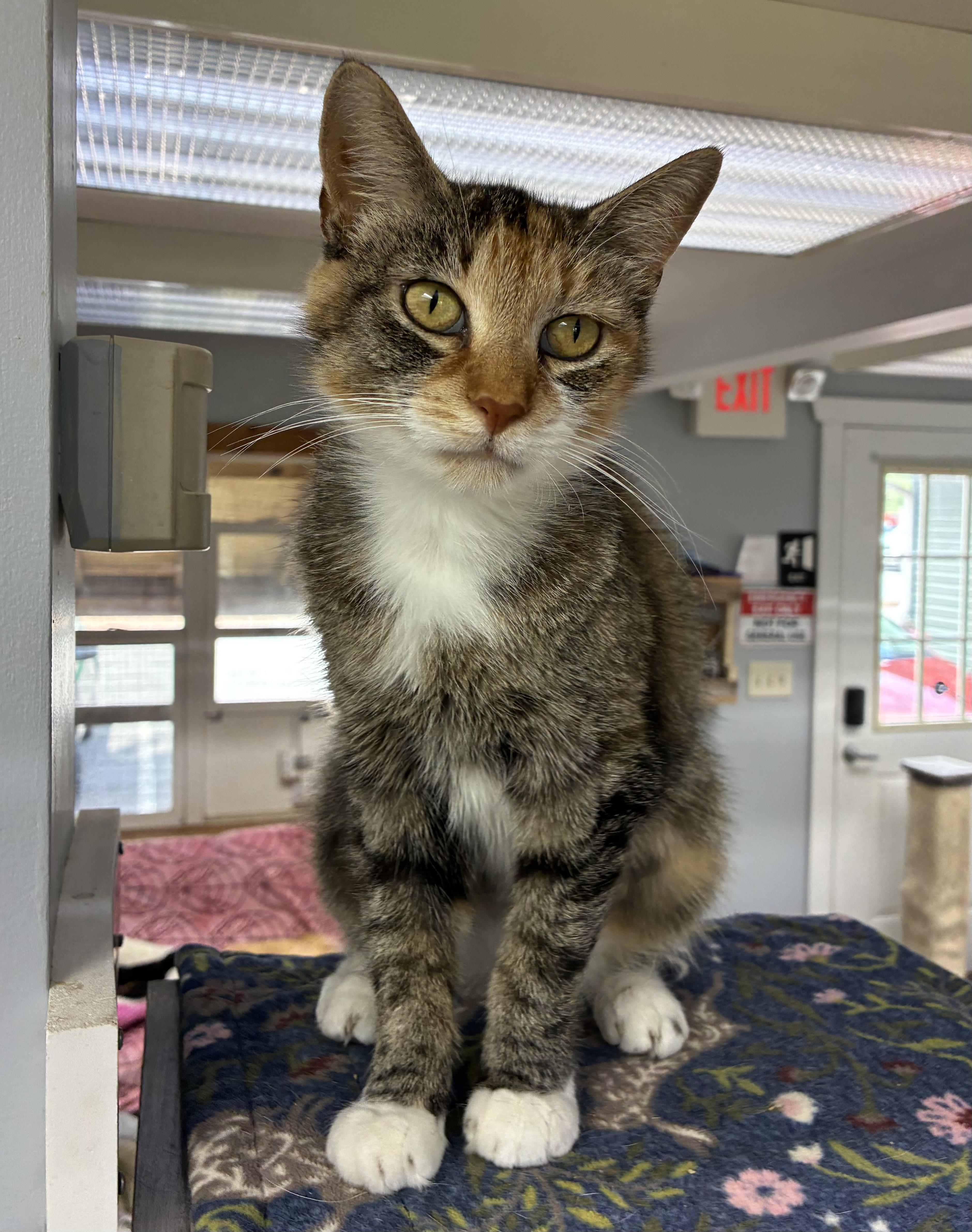 An adult medium-sized female Torbie Domestic Short Hair cat named Honey for adoption in Breinigsville, PA