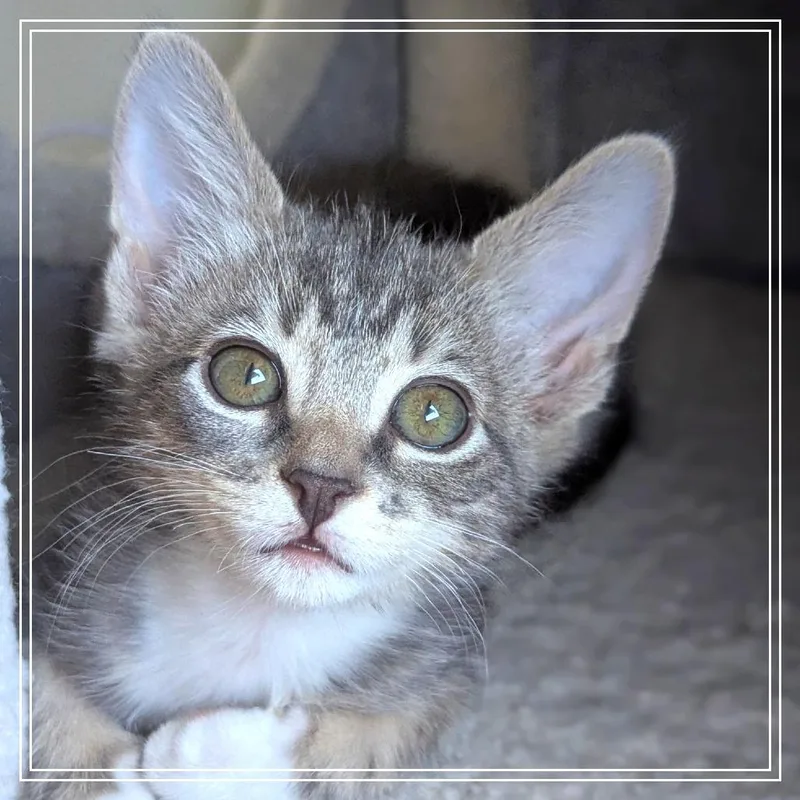 A baby small-sized female Gray / Blue / Silver Domestic Short Hair cat named LeeAnn for adoption in Meridian, ID