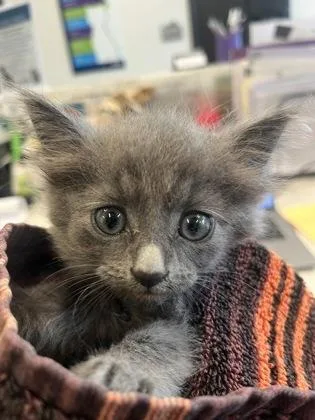 A baby small-sized female Domestic Medium Hair cat named Penelope for adoption in Atlanta, GA