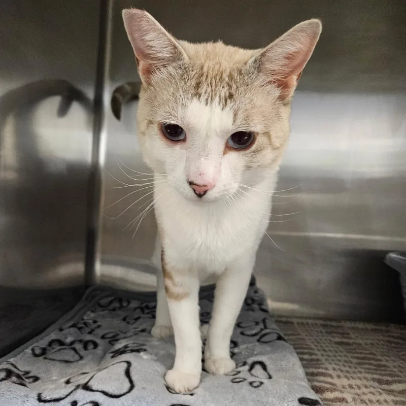 An adult large-sized male Domestic Short Hair cat named Jax for adoption in Las Vegas, NV