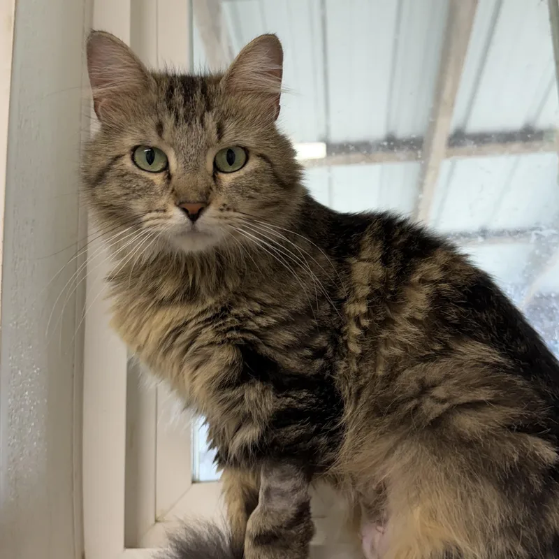 Kiki