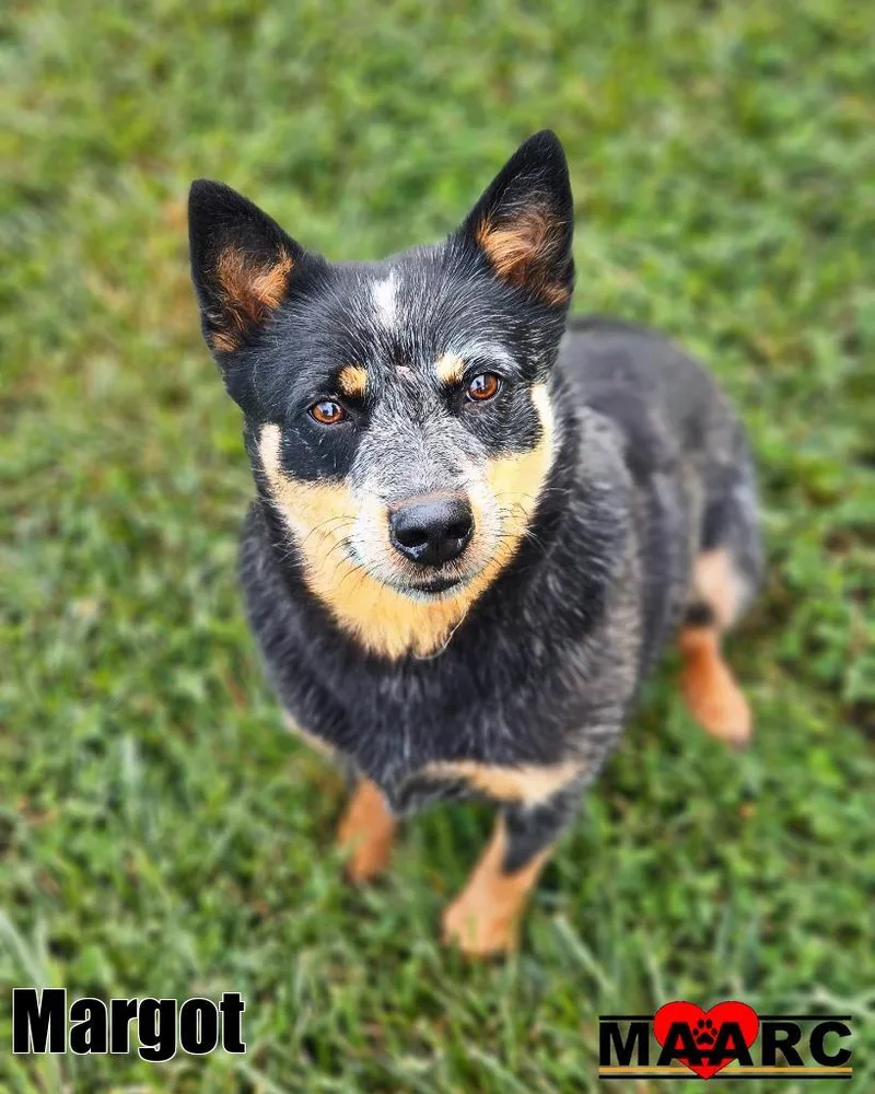 An adult medium-sized female Australian Cattle Dog / Blue Heeler dog named Margot for adoption in Maryville, TN