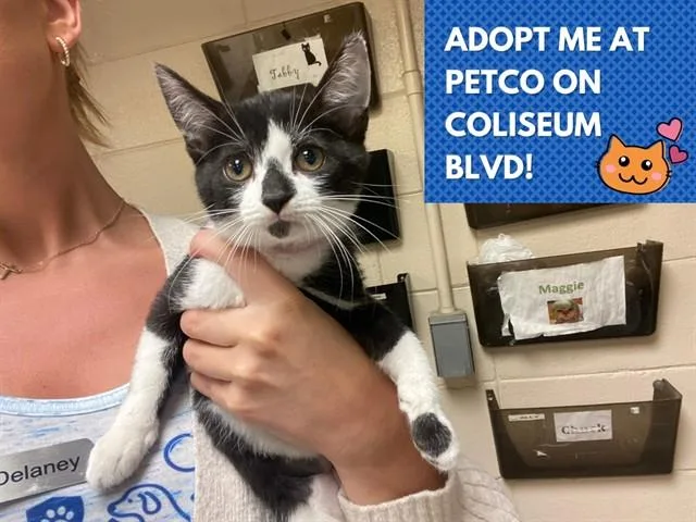 A baby small-sized female Domestic Short Hair cat named Lottie for adoption in Fort Wayne, IN