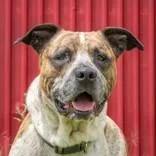 An adult medium-sized male White / Cream Coonhound dog named Atticus for adoption in La Grange, TX