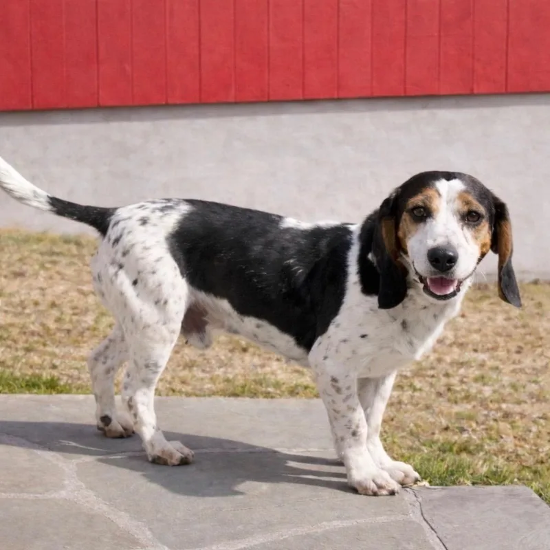 An adult medium-sized male Beagle dog named Percy  In Rhode for adoption in Princeton, MA