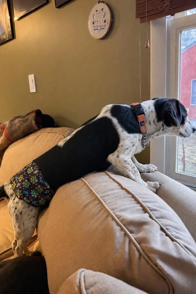 Percy  In Rhode thumbnail 3