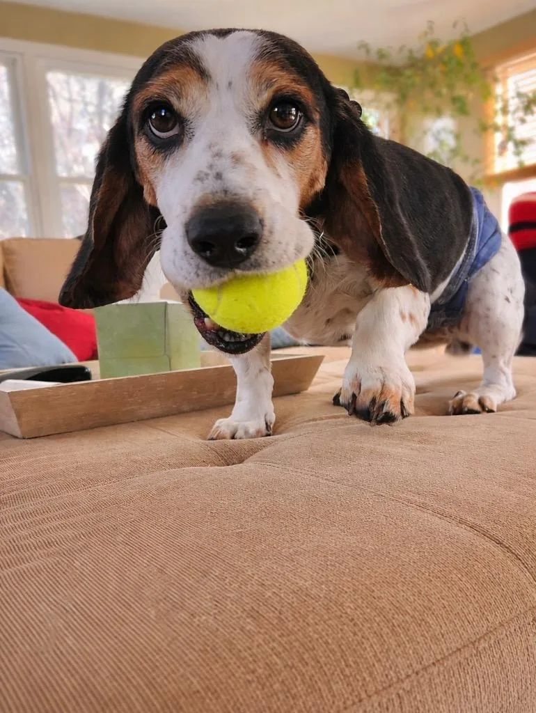 Percy  In Rhode thumbnail 6