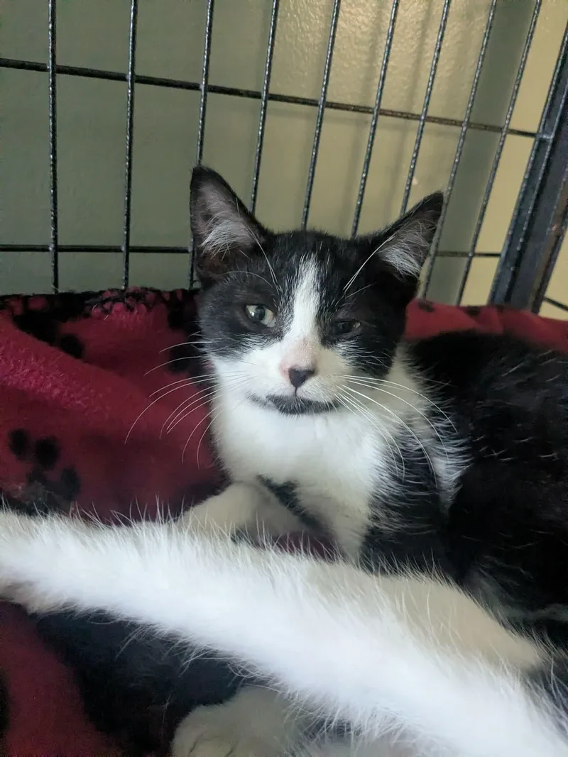 A baby small-sized male Black & White / Tuxedo Domestic Short Hair cat named Checkers for adoption in Lock Haven, PA