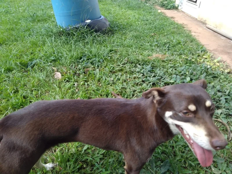 Snickers thumbnail 2