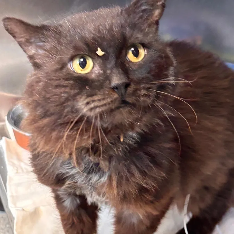 A senior large-sized male Black Domestic Long Hair cat named Grizzly for adoption in Philadelphia, PA