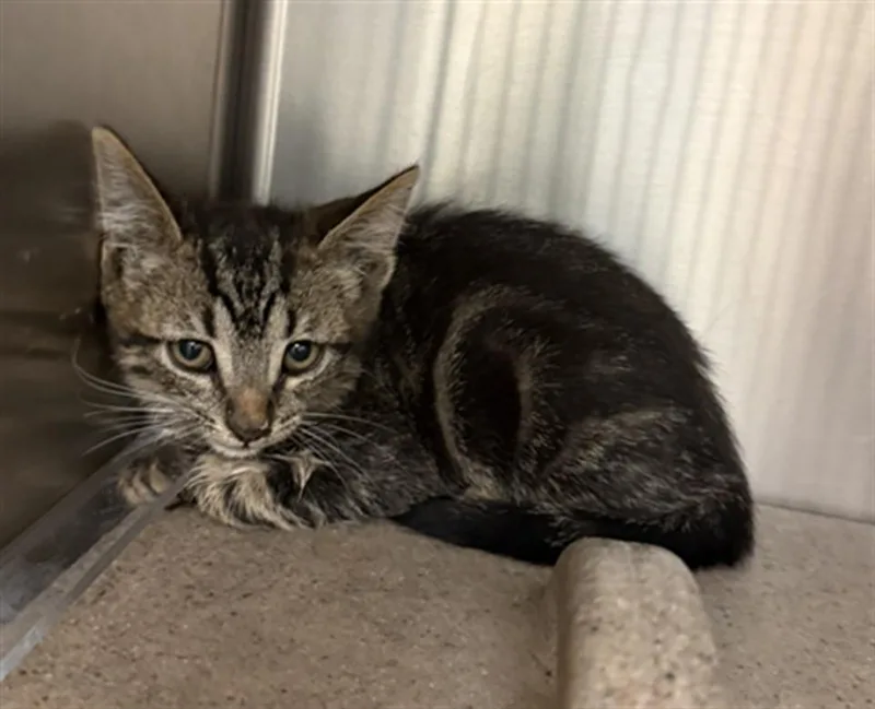 A baby small-sized male Domestic Short Hair cat named A for adoption in Burbank, CA