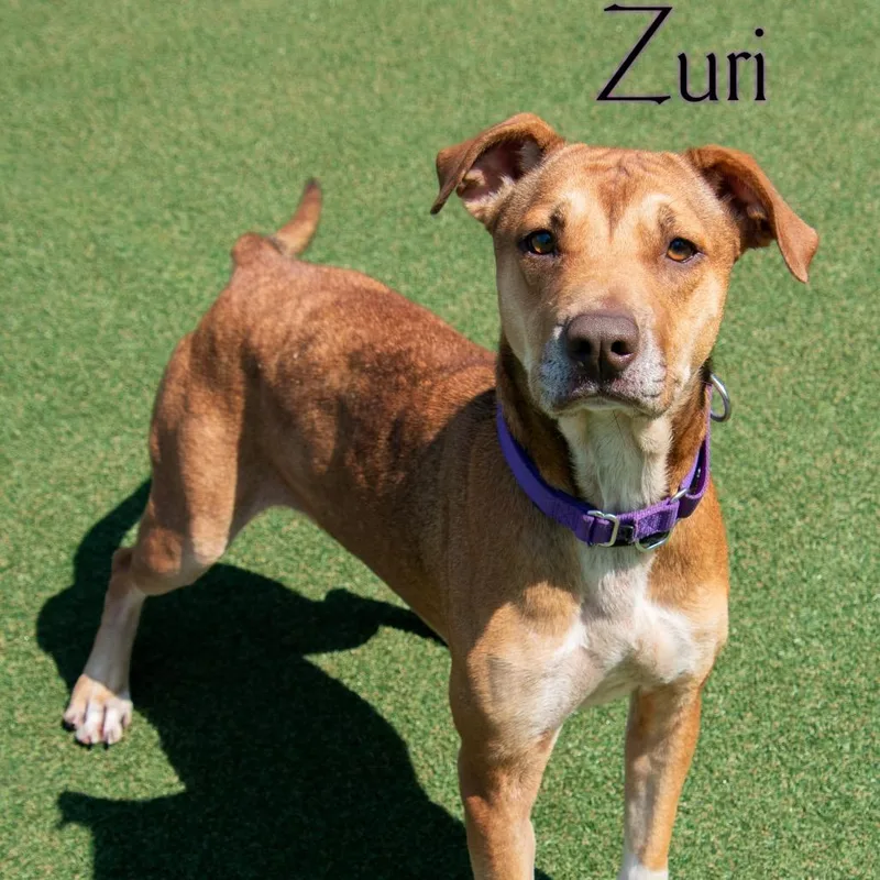 Zuri thumbnail 2