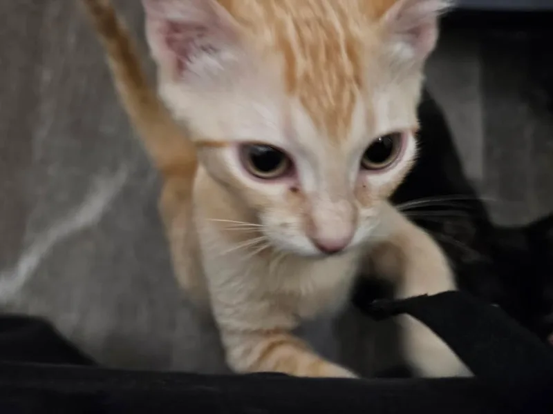 A baby small-sized female Orange / Red Domestic Short Hair cat named Susan Smooshies for adoption in Chandler, AZ