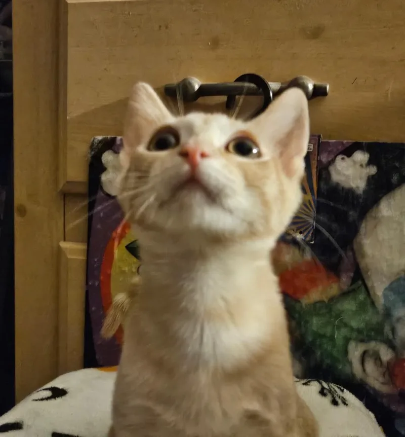 Susan Smooshies thumbnail 2
