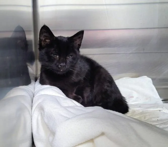 A baby medium-sized male Domestic Short Hair cat named Willow for adoption in Los Angeles, CA