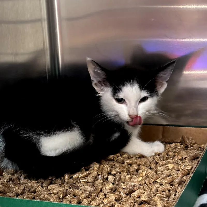 A baby small-sized male White Domestic Short Hair cat named Jubilee for adoption in Newark, NJ