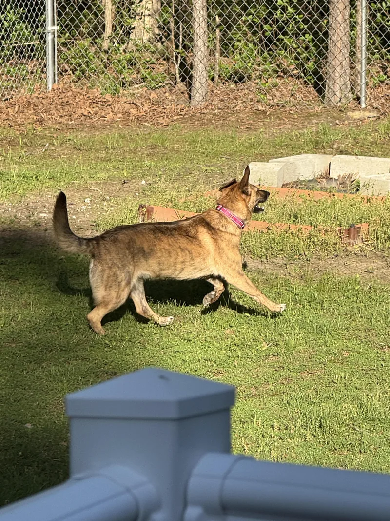 A young medium-sized female Brindle German Shepherd Dog dog named Bindi for adoption in Richmond, VA