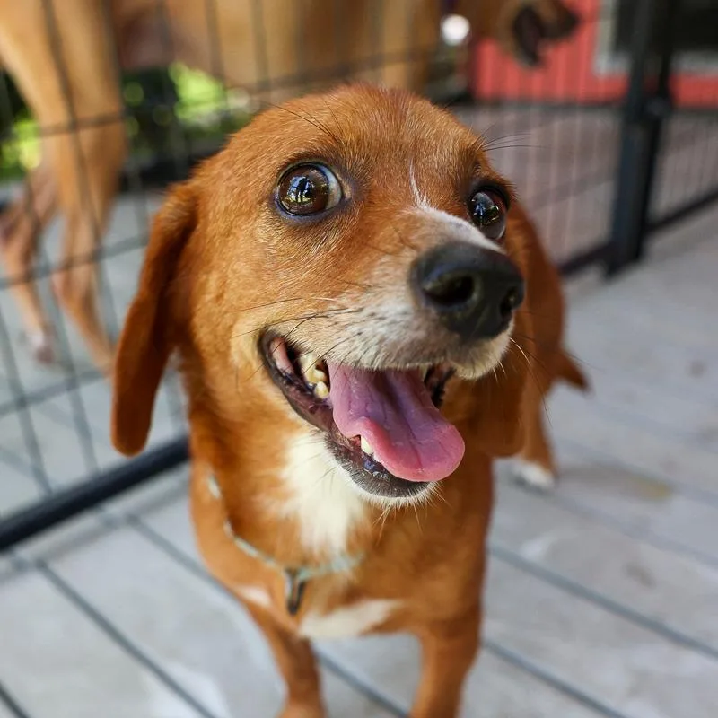 An adult small-sized female Red / Chestnut / Orange Mixed Breed dog named Pippa for adoption in Bradenton, FL