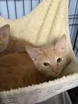 A baby medium-sized male Buff / Tan / Fawn Domestic Short Hair cat named Kacey for adoption in Heathsville, VA