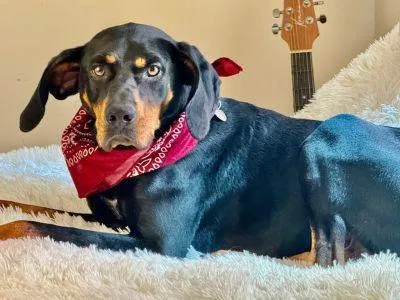An adult large-sized male Black Black and Tan Coonhound dog named Boom Boom Boomer for adoption in Nahunta, GA